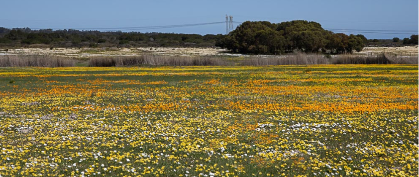 2 Bedroom Property for Sale in Darling Western Cape